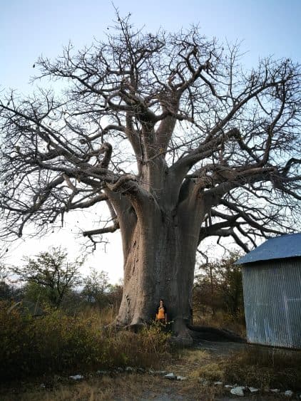 Ich vor einem riesigen Baobab Baum