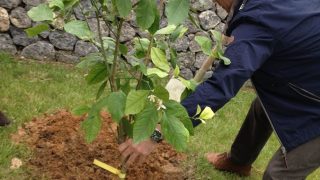 Ein Baum wird gepflanzt - Sensimar Grand Mediterraneo Resort Korfu