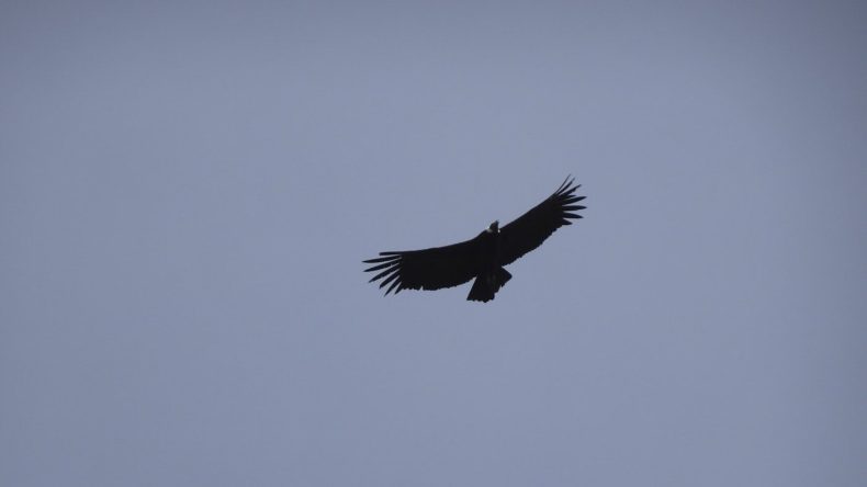 Peru, ein Condor in den Anden