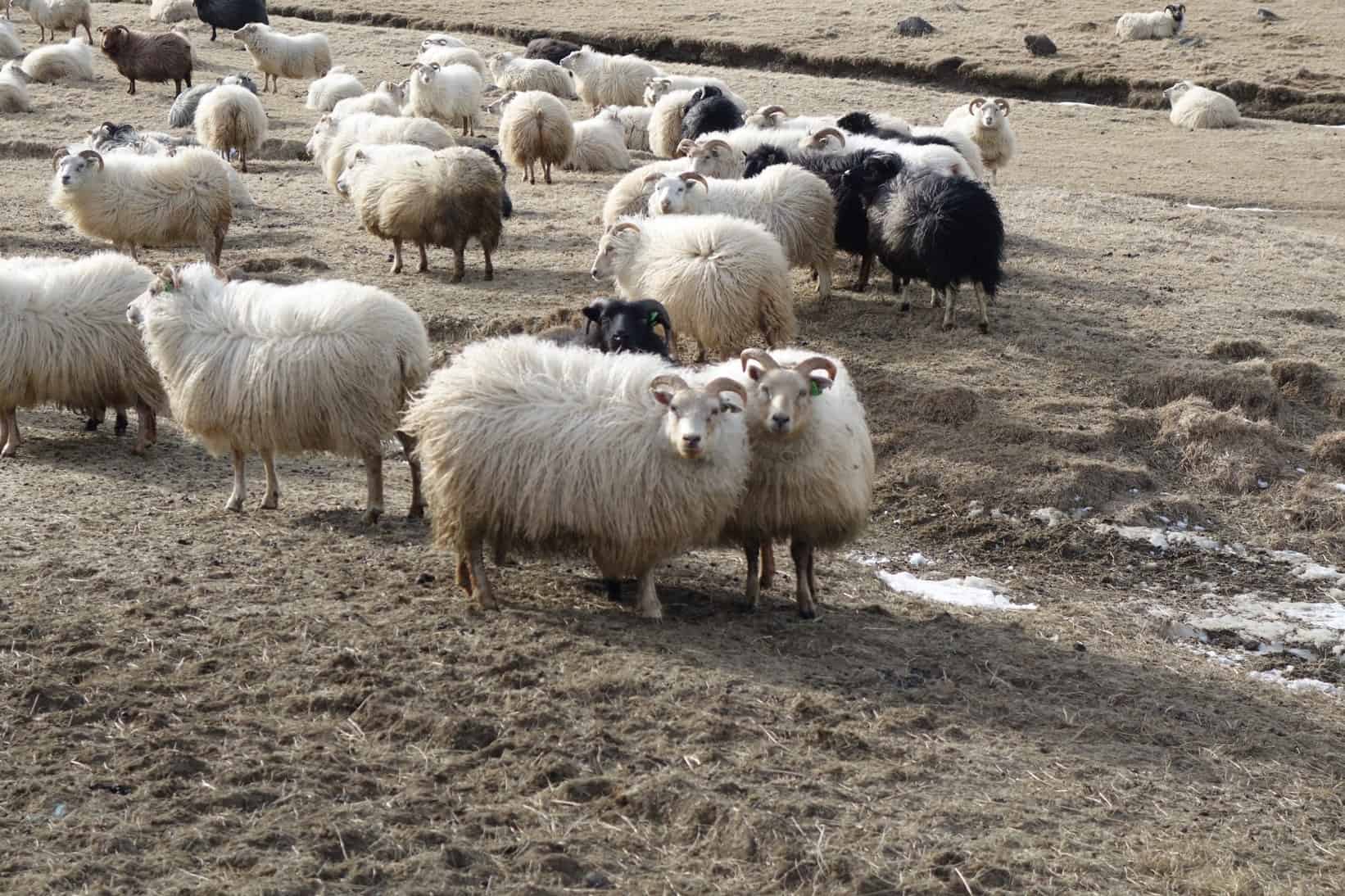 Bevölkern ebenfalls die Insel Island