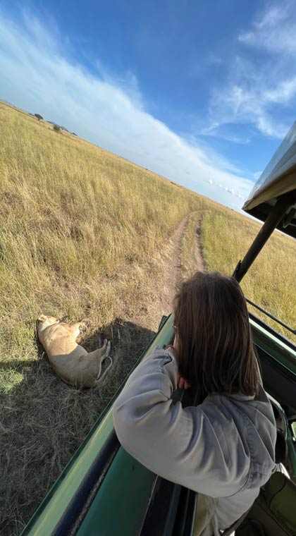 Tansania Safari Löwen im Serengeti