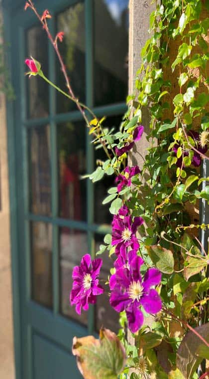 Hannover Fassade Altstadt mit Efeu und Blumen