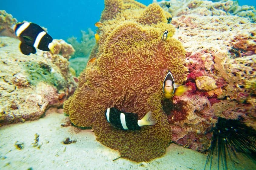 Bunte Unterwasserwelt