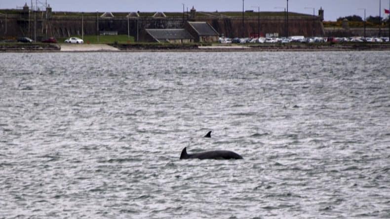 Delfine in Schottland