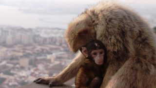 Affenmutter mit Jungem