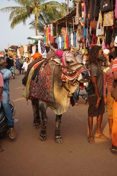 Und mal wieder eine Kuh - diesmal prachtvoll geschmückt.
