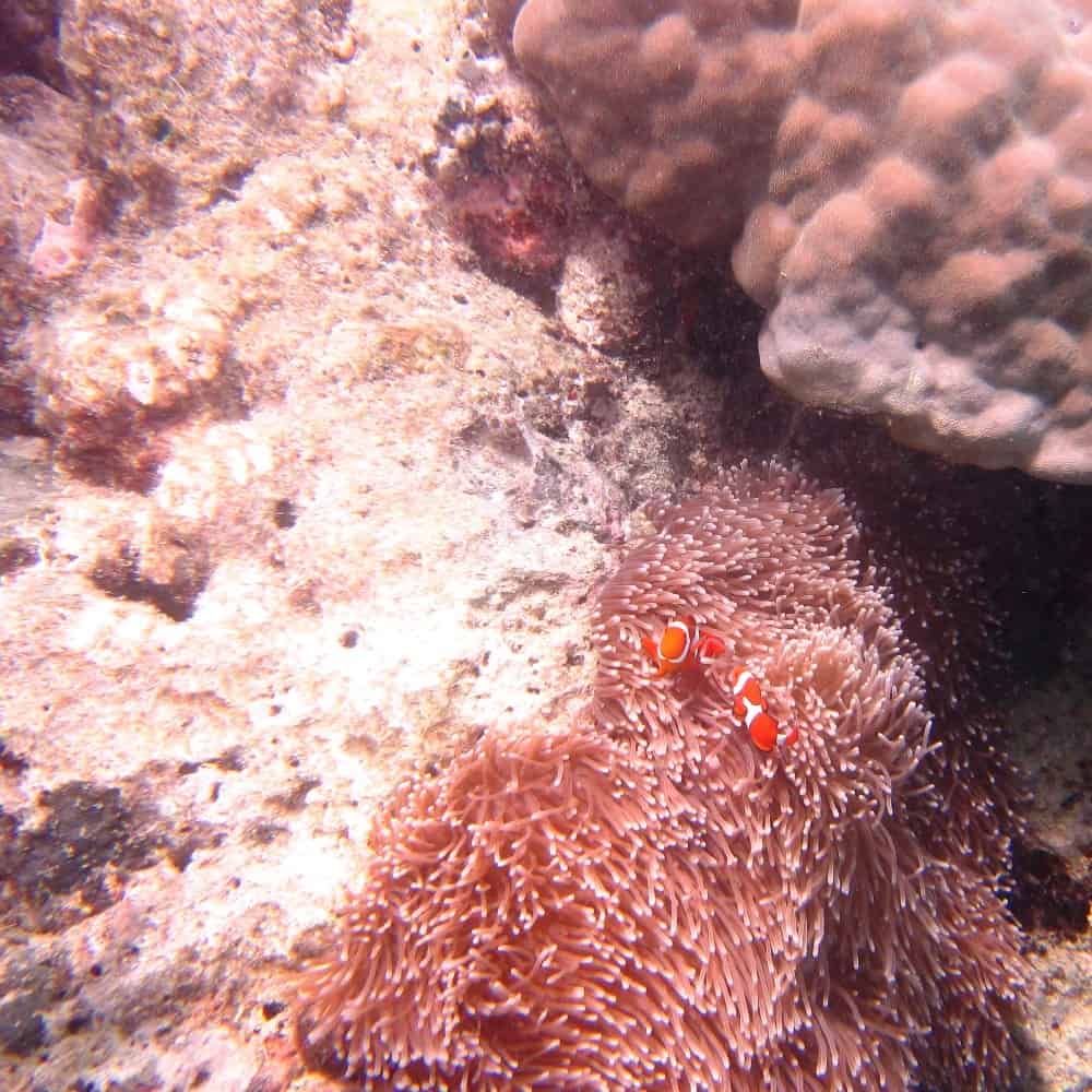 Clownfisch / Anemonenfisch Great Barrier Reef