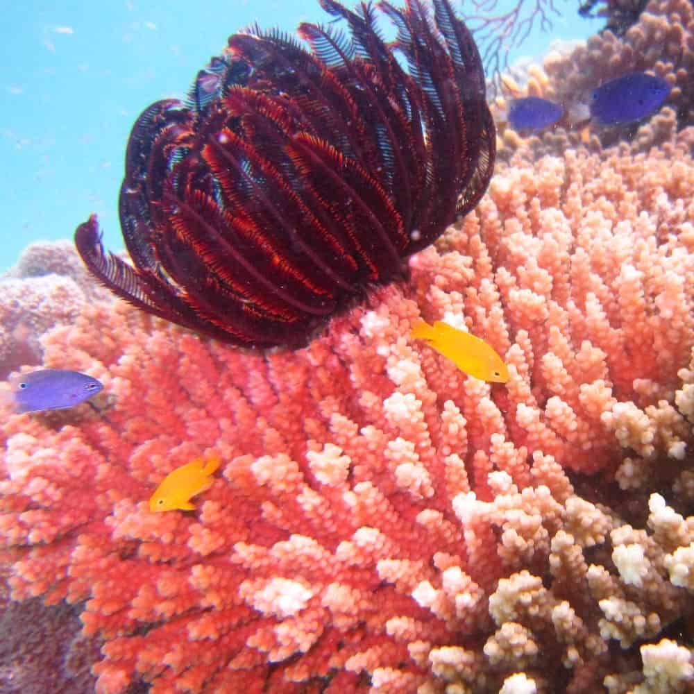 Korallen Great Barrier Reef