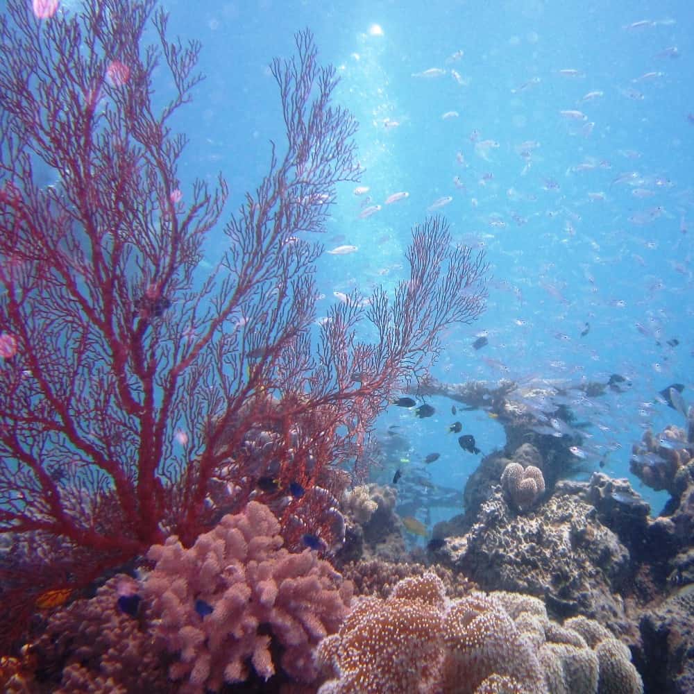 Korallen Great Barrier Reef