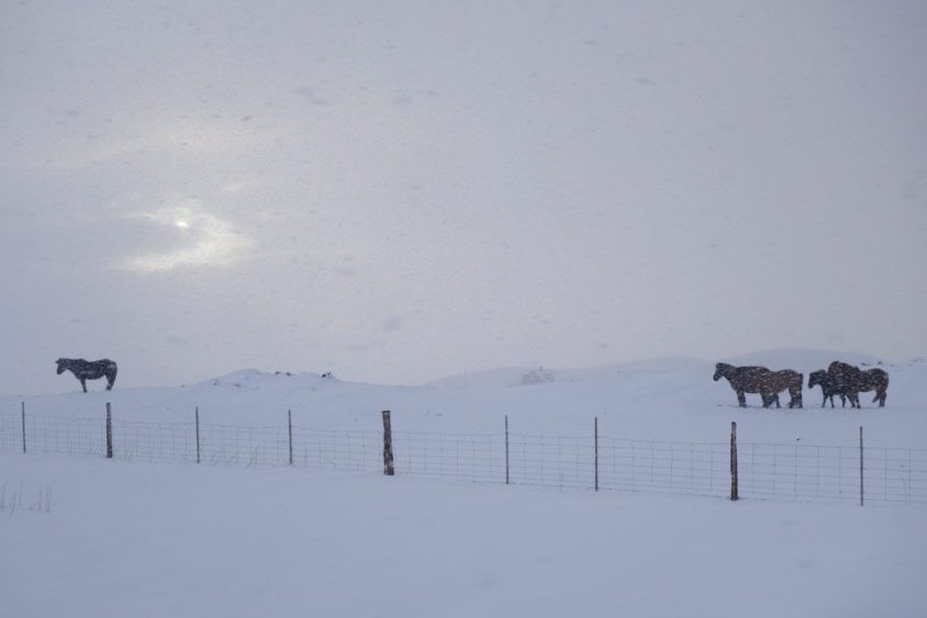 Hart im Nehmen: Islandpferde