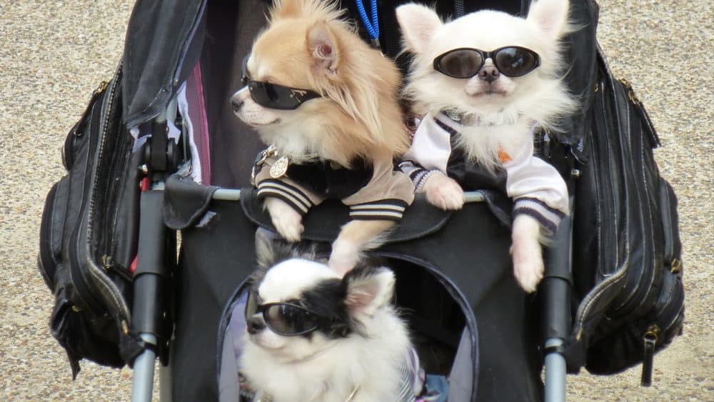 Hier schieben sich nicht nur Touristen aus der ganzen Welt, sondern auch modern angezogene Hunde an einem vorbei.