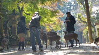 Eine weitere Attraktion von Nara sind die frei lebenden und sehr zutraulichen Sika-Hirsche.