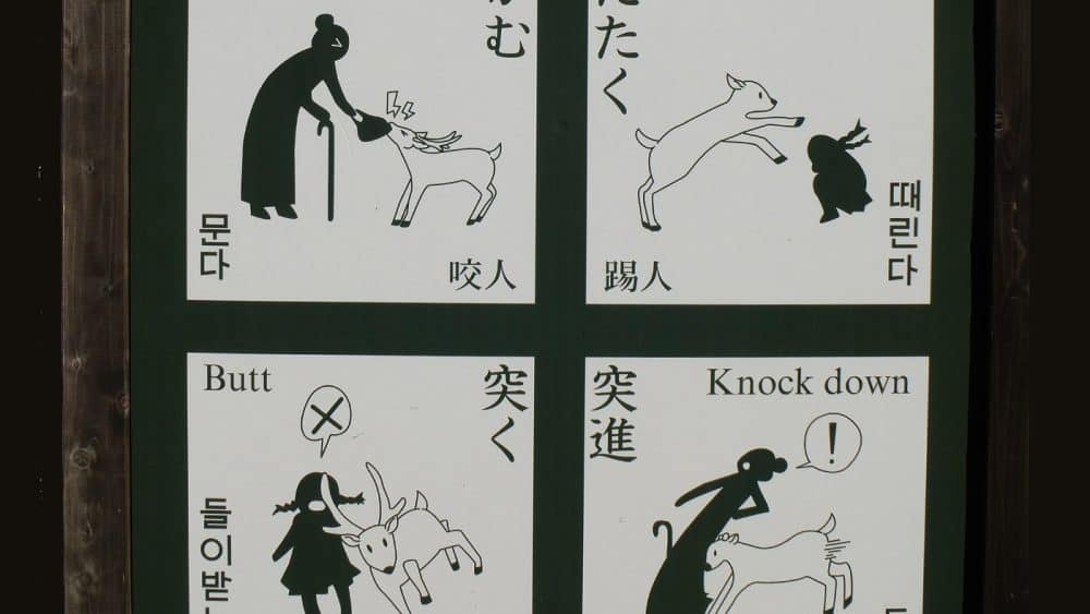 Doch Vorsicht! Wer nicht gut auf sein Hab und Gut aufpasst oder die Ungeduld der um Futter bettelnden Hirsche überstrapaziert, wird nicht selten Opfer der kuschelig wirkenden Parkbewohner.