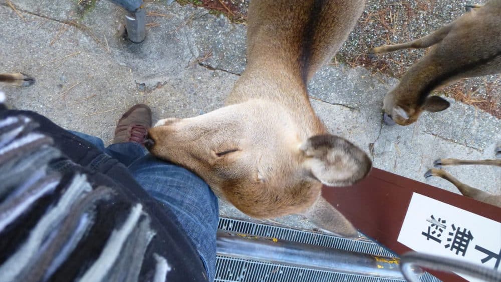 Meistens beschränkt sich der Körperkontakt der Hirsche jedoch auf ein niedlich wirkendes Knuffen.