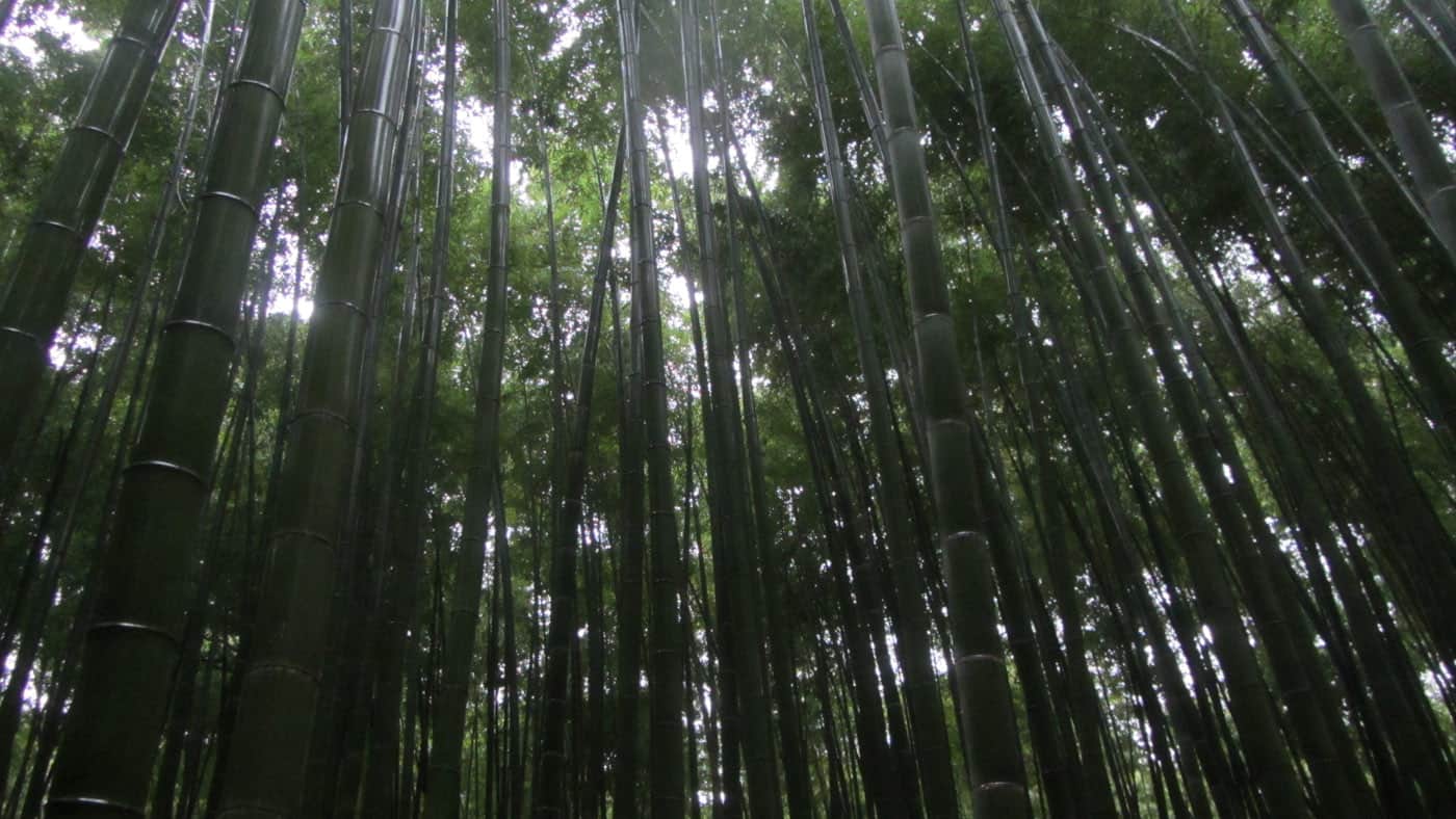 Ein Spaziergang durch den tiefgrünen Arashiyama Bambuswald ist ein absolutes Muss.