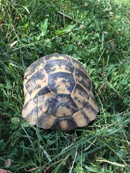 Das ist aber eine große Schildkröte