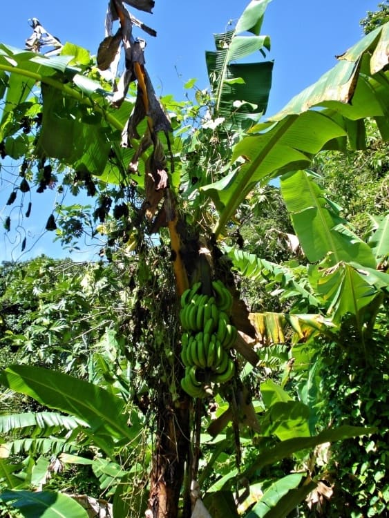 Karibik Bananen