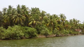 Die Backwaters in Kerala.