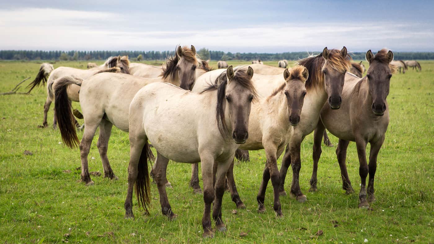 Wildpferde im Sumpfgebiet Oostvaardersplassen (Copyright: Visit Flevoland)