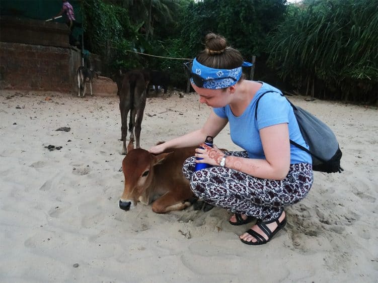 Wie überall in Indien gab es auch hier am Strand Kühe, die sich nur zu gern von uns streicheln ließen.
