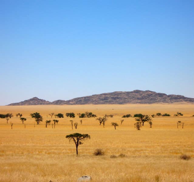 Wüste mit Hügel im Hintergrund und kleinen Schirmakazien