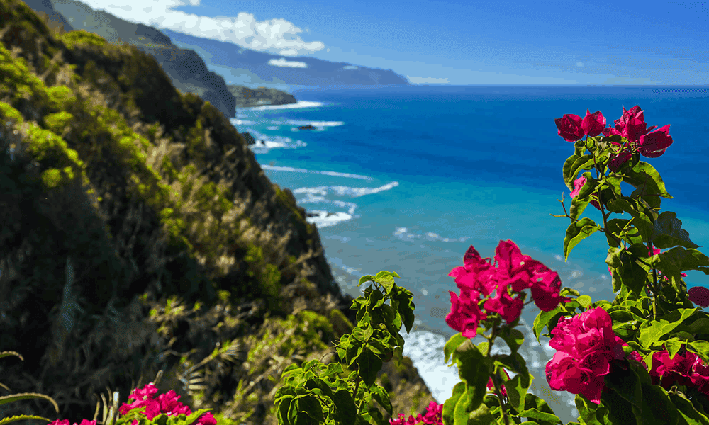 Die knallige Farbenpracht der Blumen auf Madeira vertreibt den Winterblues.