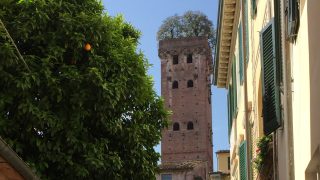 Vom mit seinen ikonischen Steineichen besetzten Torre Guinigi hat man einen tollen 360° Blick über Lucca.