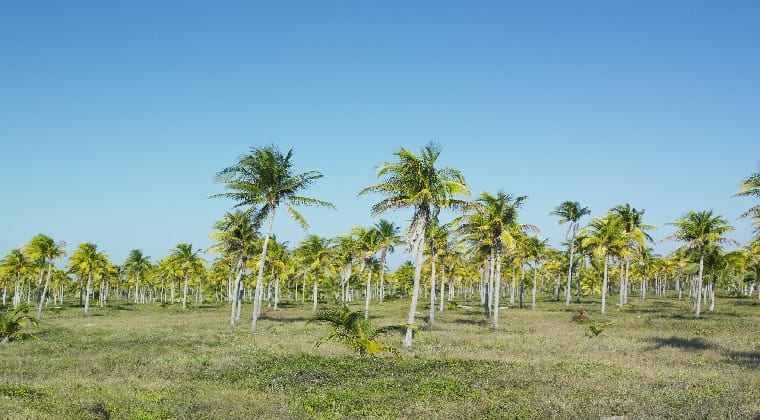 Nationalpark Desembarco del Granma auf Kuba