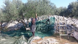 Einheimische bei der Olivenernte