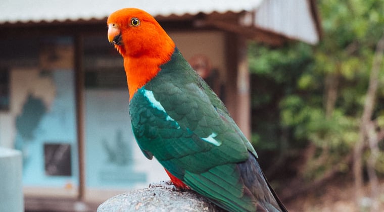 Papagei im Murramarang Nationalpark