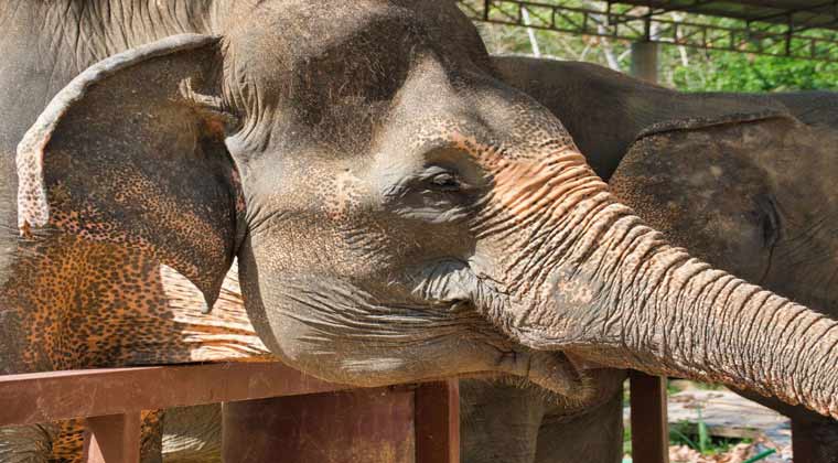 Die 36-jährige Elefantendame Kannika freut sich auf die morgendlichen Besucher…