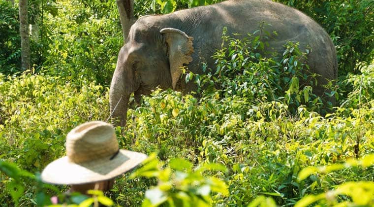 Im Elephant Sanctuary streifen die Dickhäuter nach Herzenslust in ihrem Tempo durch die Wälder des Schutzzentrums