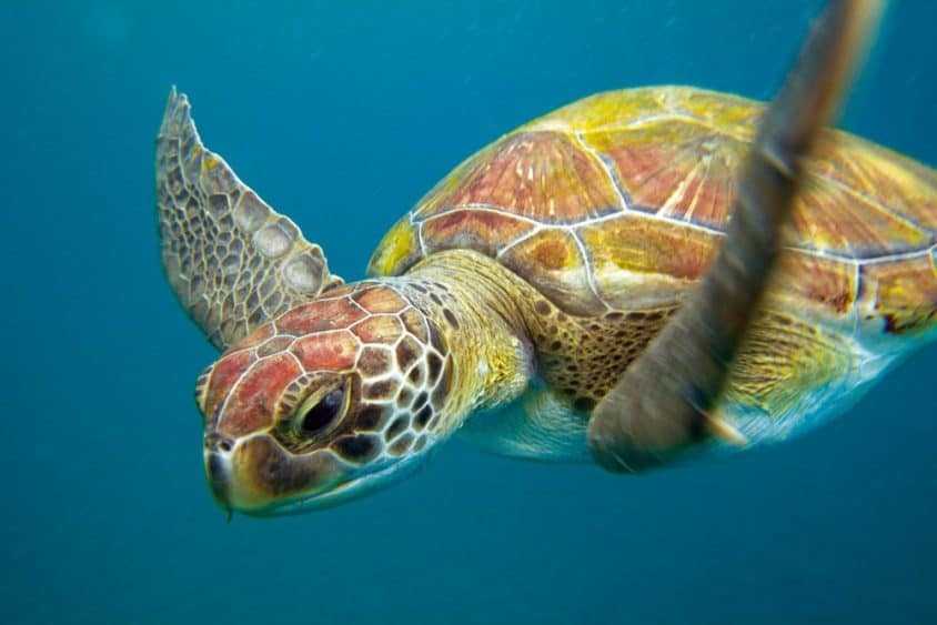 Schildkröte unter Wasser