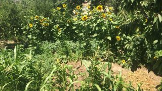 Riesige Sonnenblumen in Kappadokien