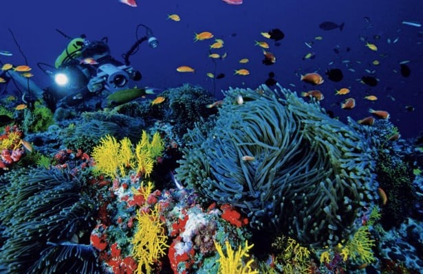 Die Unterwasservielfalt der Malediven ist überwältigend