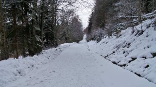 Der Winterwald im Elsass