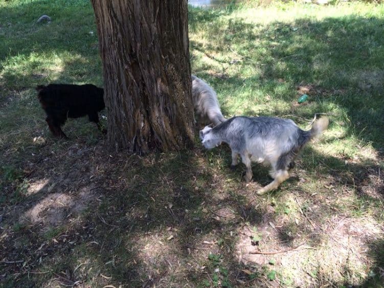 Wonach die Ziegen wohl suchen?