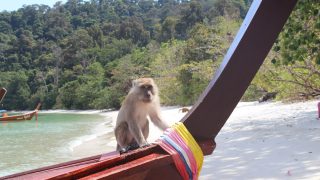 Ein Affe auf einem Boot auf Koh Phi Phi