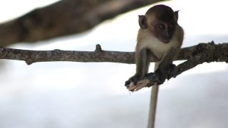 Kleiner Affe auf Koh Lipe