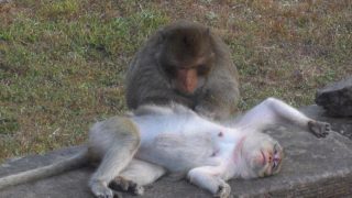 Die Affen lauern auf ihre Chance den unachtsamen Touristen etwas Essbares aus der Tasche zu ziehen
