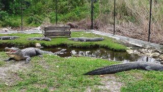 Im Park wimmelt es nur von Alligatoren