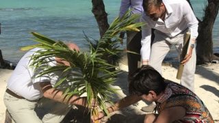 Gäste pflanzen eine Kokospalme