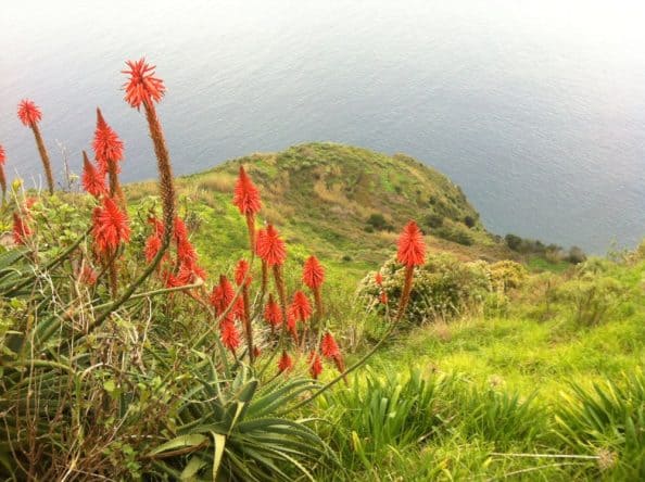 Saftiges Grün und prächtige Farben - das ist Madeira
