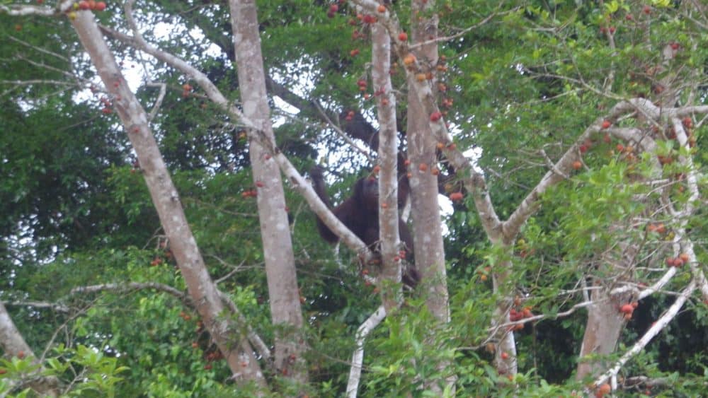 Außergewöhnliches Reiseziel: Borneo