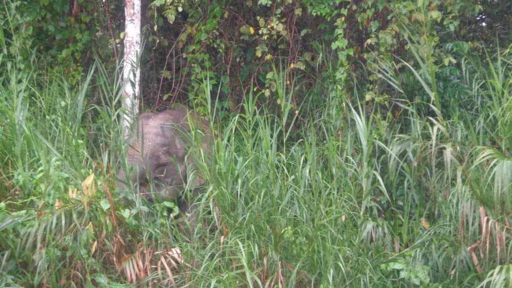 Außergewöhnliches Reiseziel: Borneo