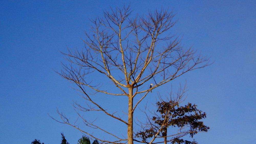 Außergewöhnliches Reiseziel: Borneo