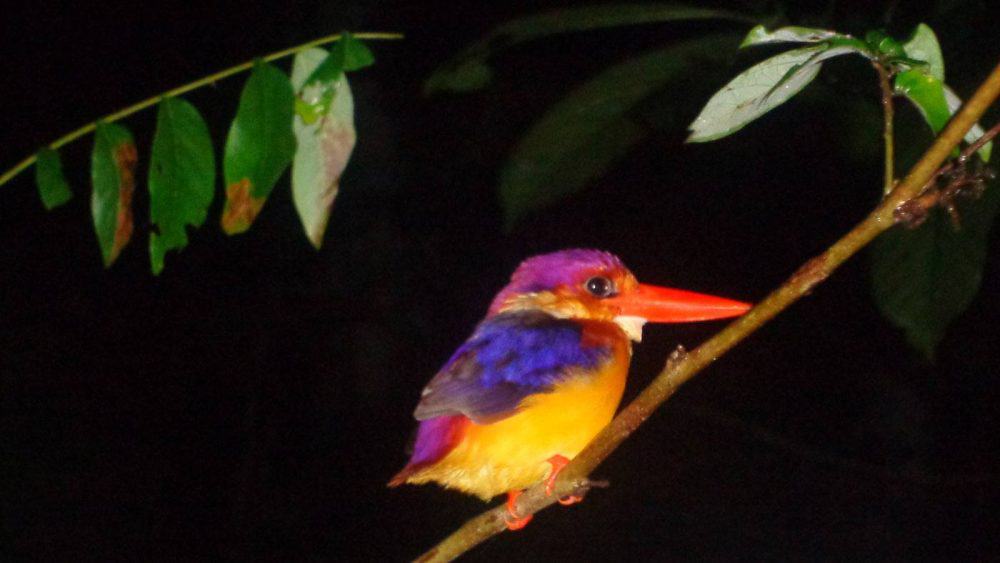 Außergewöhnliches Reiseziel: Borneo