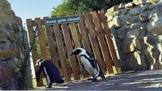 Pinguine an einem Holztor