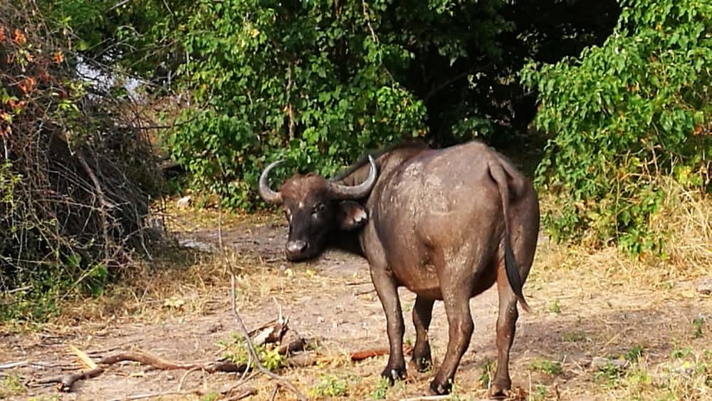 Einer der Big 5: Der Büffel