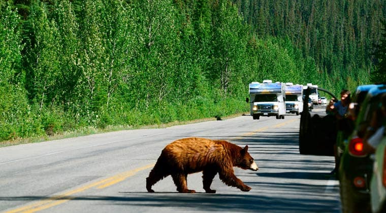 Ein Bär auf der Straße in Kanada